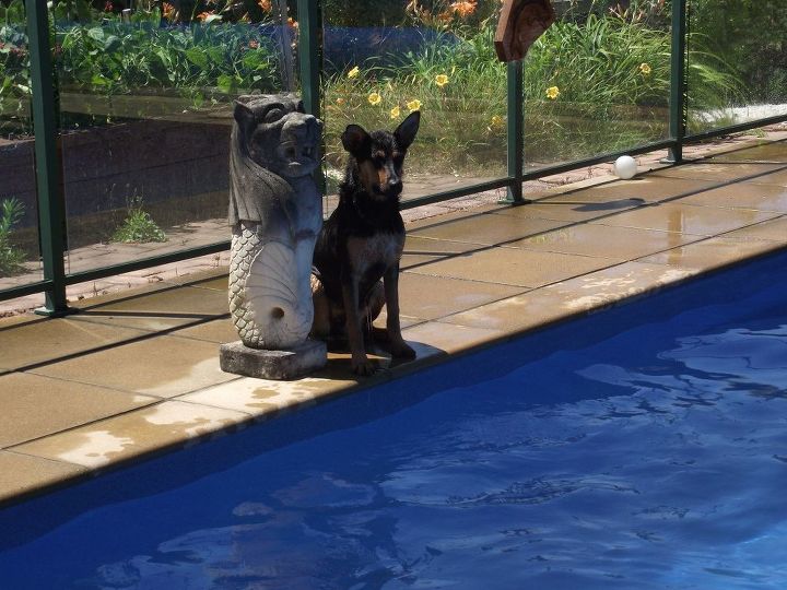 equipo de entrenamiento de perros mesa de agilidad