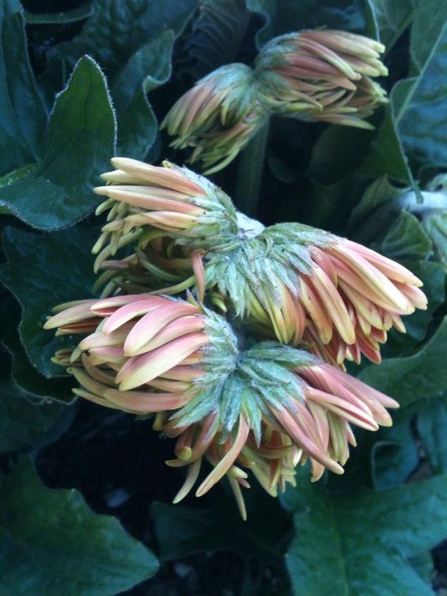 how come my gerbera daisy plants grow 2 headed daisies etc