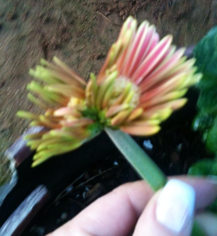 how come my gerbera daisy plants grow 2 headed daisies etc