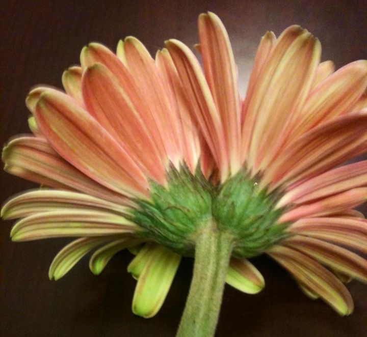 how come my gerbera daisy plants grow 2 headed daisies etc