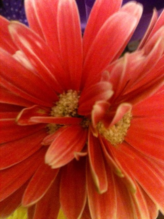 how come my gerbera daisy plants grow 2 headed daisies etc