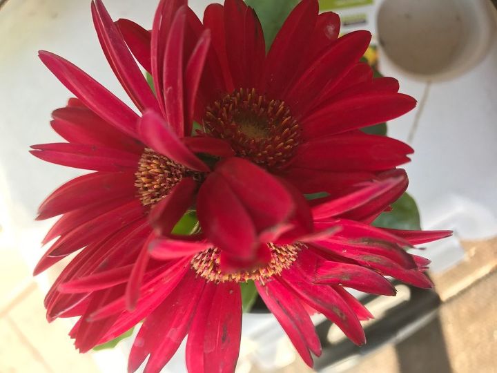 how come my gerbera daisy plants grow 2 headed daisies etc