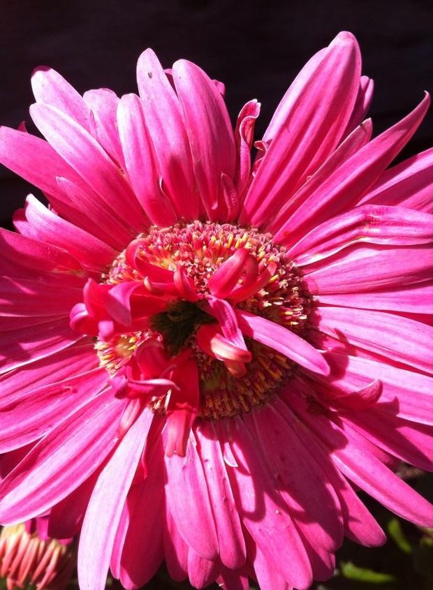 how come my gerbera daisy plants grow 2 headed daisies etc