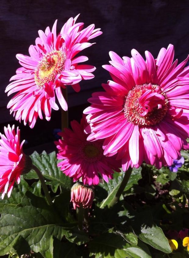 how come my gerbera daisy plants grow 2 headed daisies etc