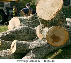 freshly cut wood