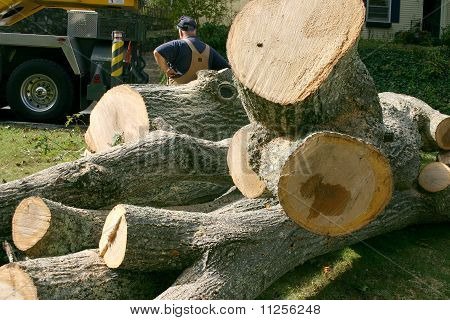 q freshly cut wood