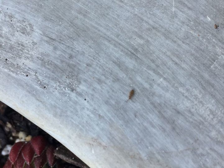 q what are these bugs and will they damage my plants