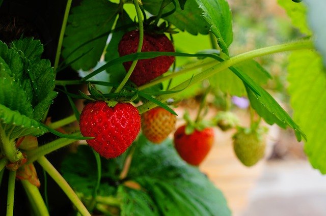 plantar fresas y cuidar las plantas