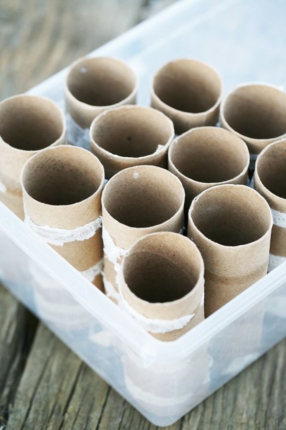 starting seeds in toilet paper rolls