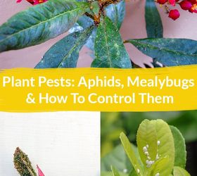 plant pests aphids mealybugs how to control them