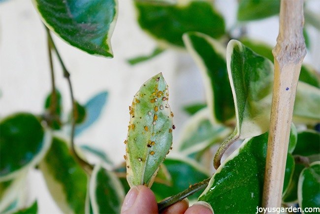 plant pests aphids mealybugs how to control them