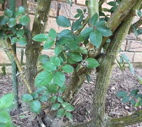 Knockout Roses Witches broom Hometalk