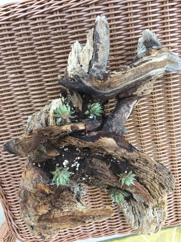 e driftwood succulents