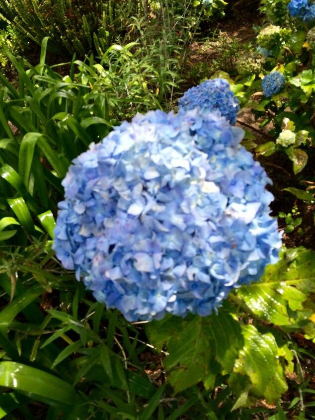 e soy de ecuador como se reproduce las hortensias gracias