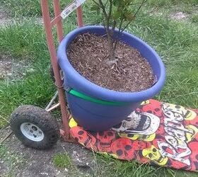 old 2 wheel metal dolly to easy move large plant pot dolly