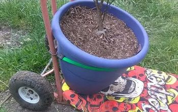 Old 2-wheel Metal Dolly to Easy-move Large Plant & Pot Dolly.
