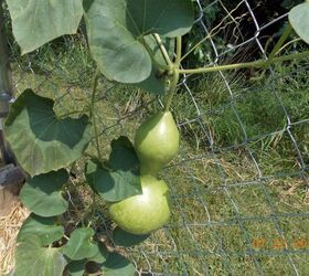 how to grow your own bird house gourds