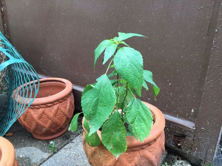 is this a weed or pepper plant