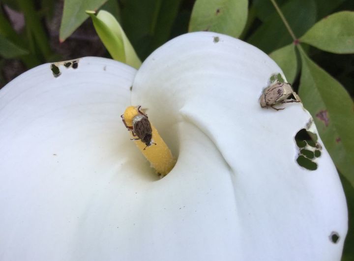 help this insect is attacking my calla lilies and my roses