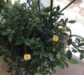 Why do the flowers on my Gardenia plant shrivel and dry quickly Hometalk