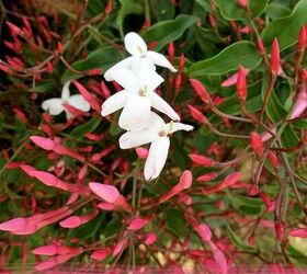 Cómo cultivar la vid de jazmín rosa, Jasminum Polyanthum