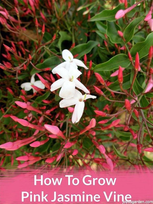 how to grow pink jasmine vine jasminum polyanthum