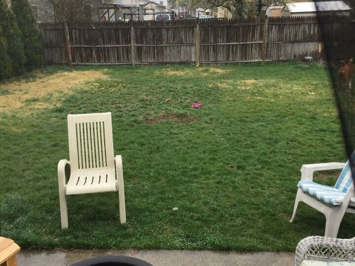 q backyard dilemma