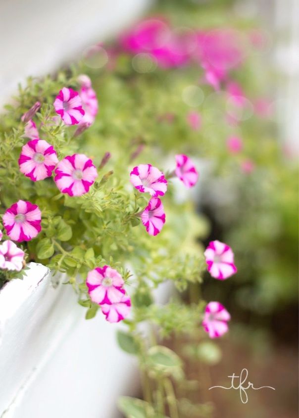 5 easy tips tricks for creating your spring window box, Early summer 2016