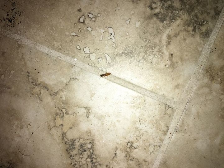 q bugs in vent light fixture