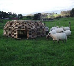 sheephive an unconventional sheep shelter