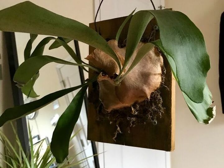 q staghorn fern losing leaves