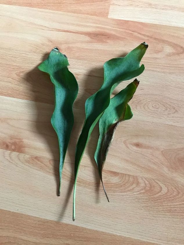 my staghorn fern is losing leaves
