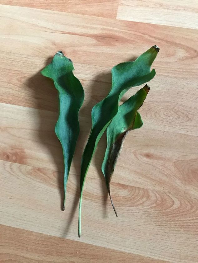 q staghorn fern losing leaves