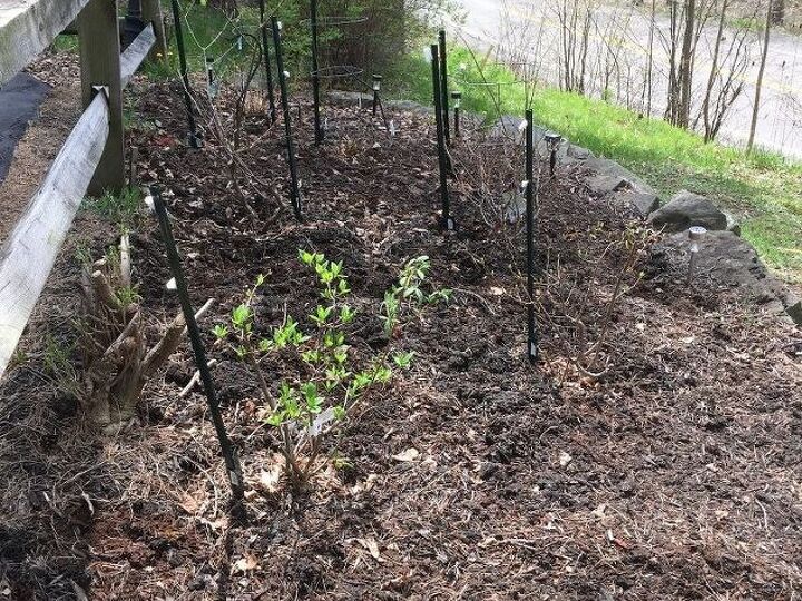q should i move my hydrangeas or just work the soul