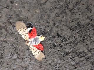t what to do about spotted lanternfly