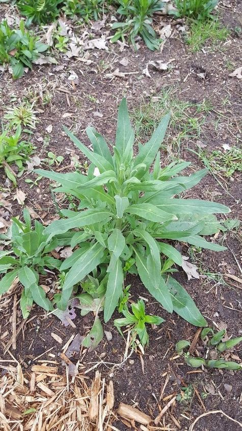 is this a weed or a flower or a flowering weed