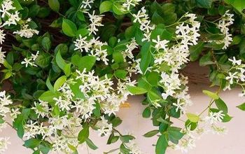 Una planta versátil: Cómo cuidar y cultivar el jazmín estrella