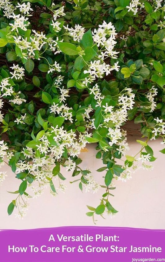 a versatile plant how to care for grow star jasmine