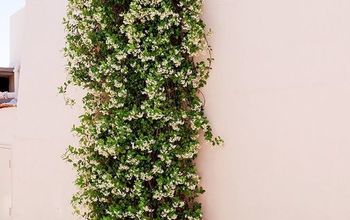 A Versatile Plant: How To Care For & Grow Star Jasmine