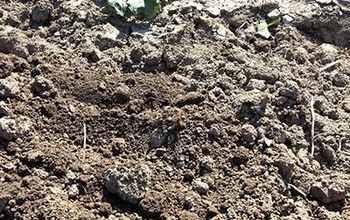 The Secret to Perfect, Easy to Work With Garden Soil