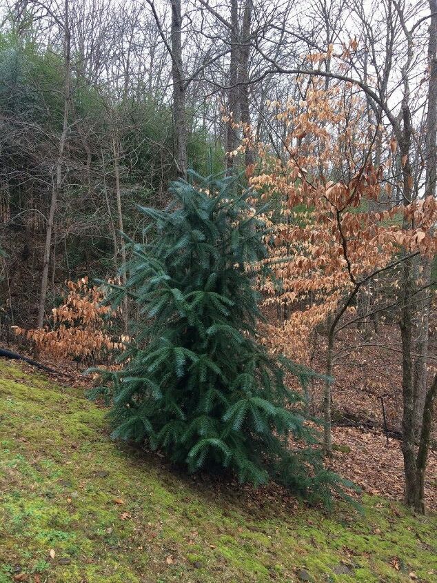 e followup to beautiful mystery evergreen residing in north carolina
