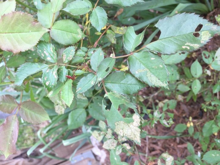 help there are white spots on my rose bush