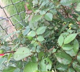 Help! There are White spots on my rose bush! Hometalk