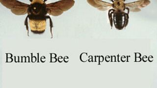 How Can I Get Rid Of Bumble Bees On The Siding Of My House Hometalk