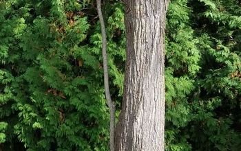  Árvore oca para árvore de fadas