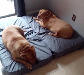 that one dog sign people think your kidding but your not, The Dogs Resting on baby mattresses