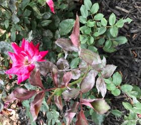 My Knockout Roses Have Developed Powdery Mildew How Do I Treat This Hometalk