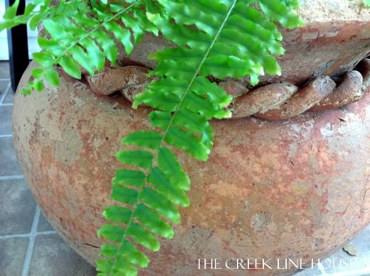 a fern an old flower pot and some magic