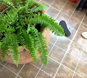 a fern an old flower pot and some magic