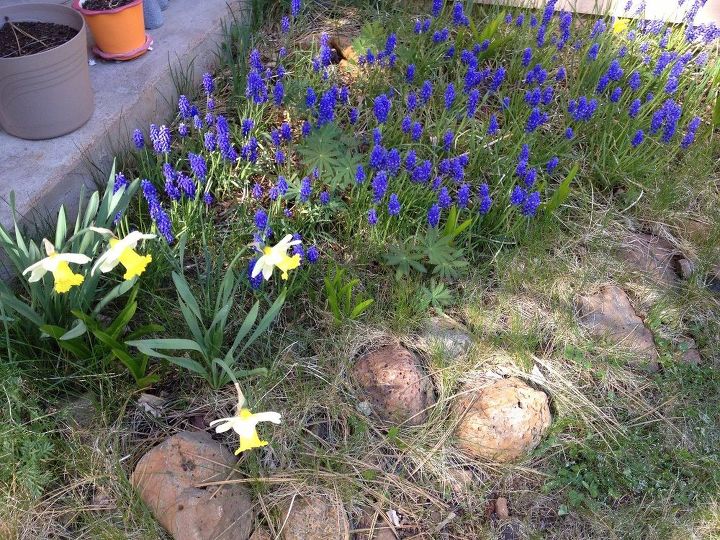 q how can i keep grass out of my flower beds